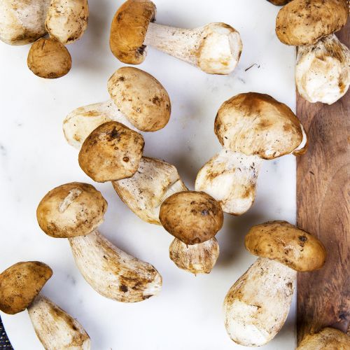 insta-s.african porcini