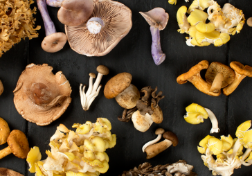 The Ultimate Guide to Winter Wild Mushrooms