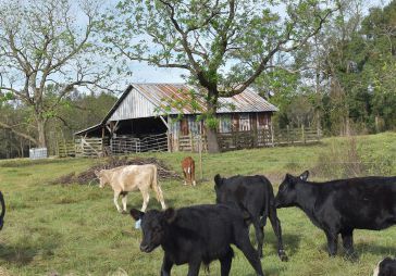 Everything Joyce Farms Has Taught Us About Regenerative Farming