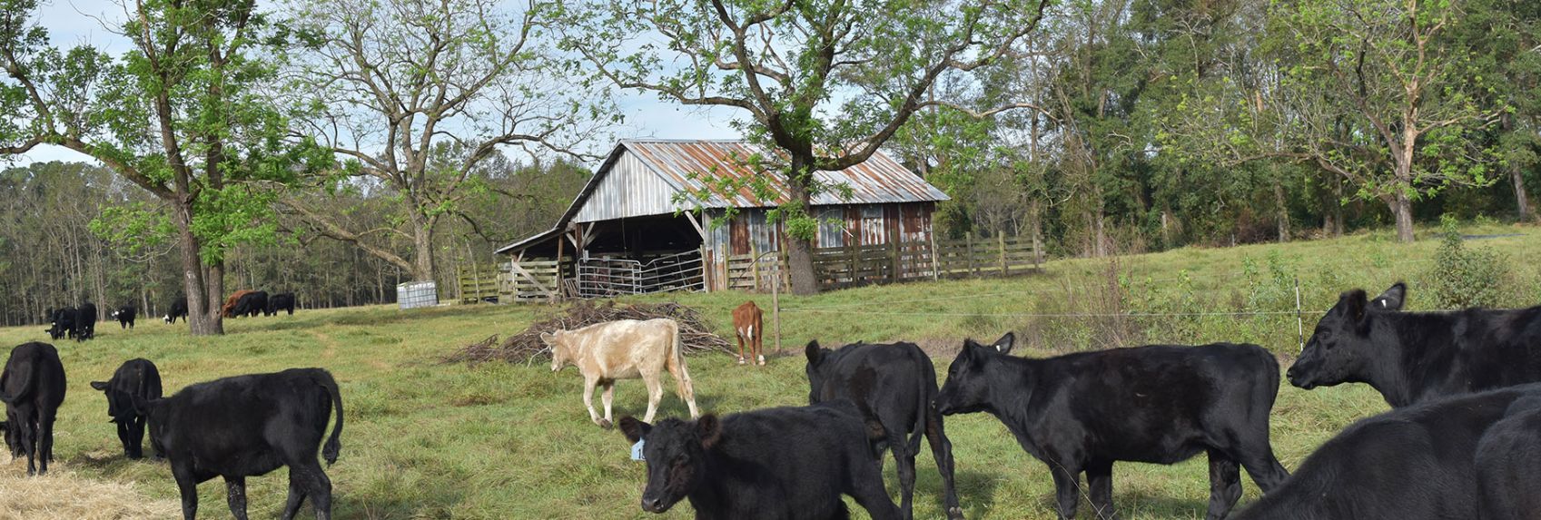 Everything Joyce Farms Has Taught Us About Regenerative Farming