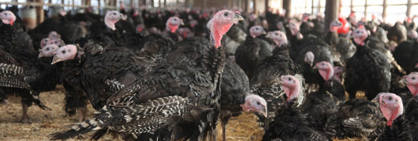 Let's Talk Turkeys: Preparing for Thanksgiving 2022