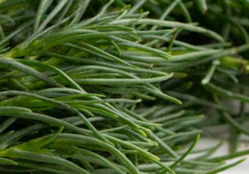 Agretti: Meet Your New Favorite Vegetable 