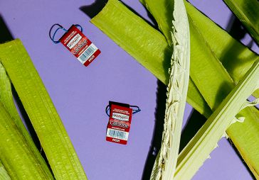 Meet the Cardoon