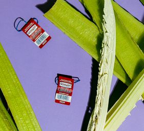 Meet the Cardoon