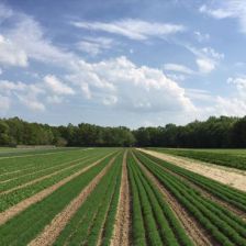 Nardelli Lake View Farm