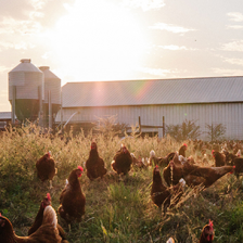 Vital Farms