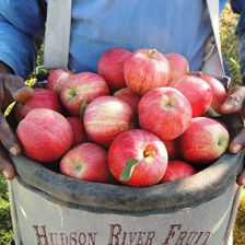 Hudson River Fruit