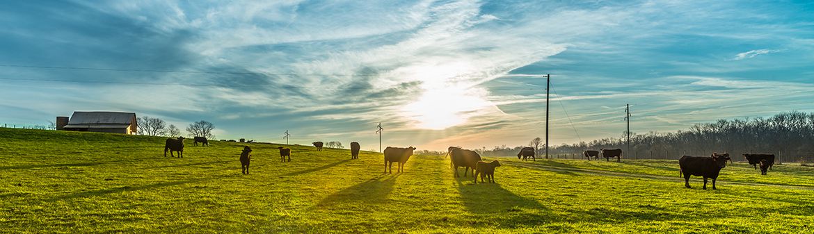 Clover Farms Dairy