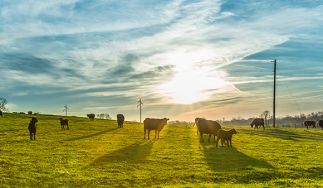 Clover Farms Dairy