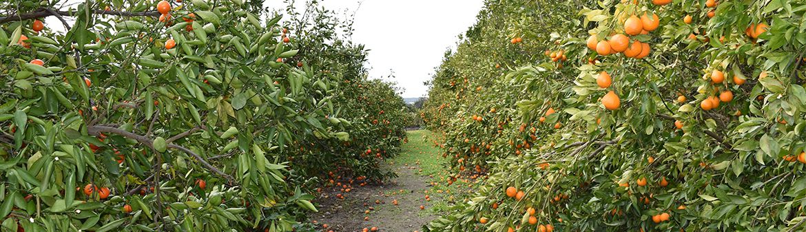 Murray Family Farms