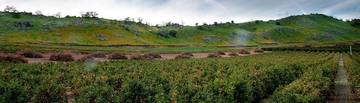 Rising C Ranches