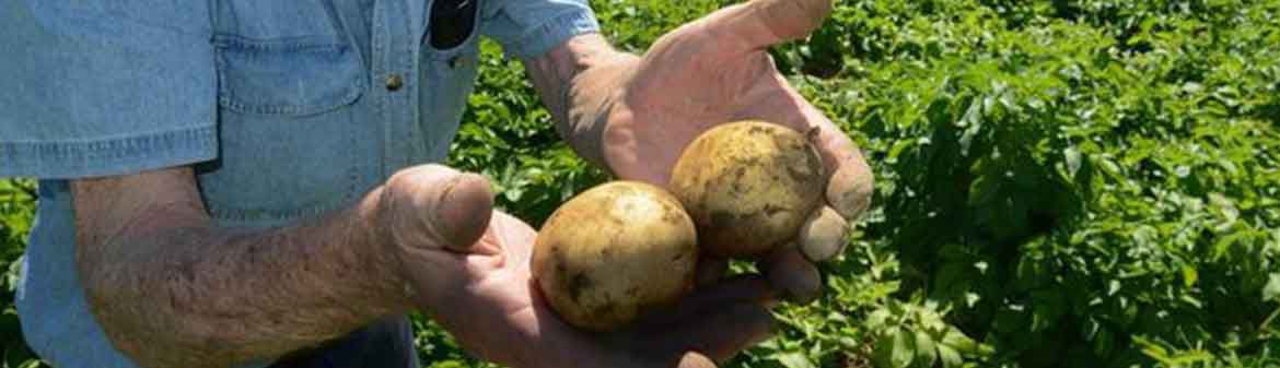 SWAZ Potato Farms