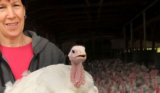 Koch's Turkey