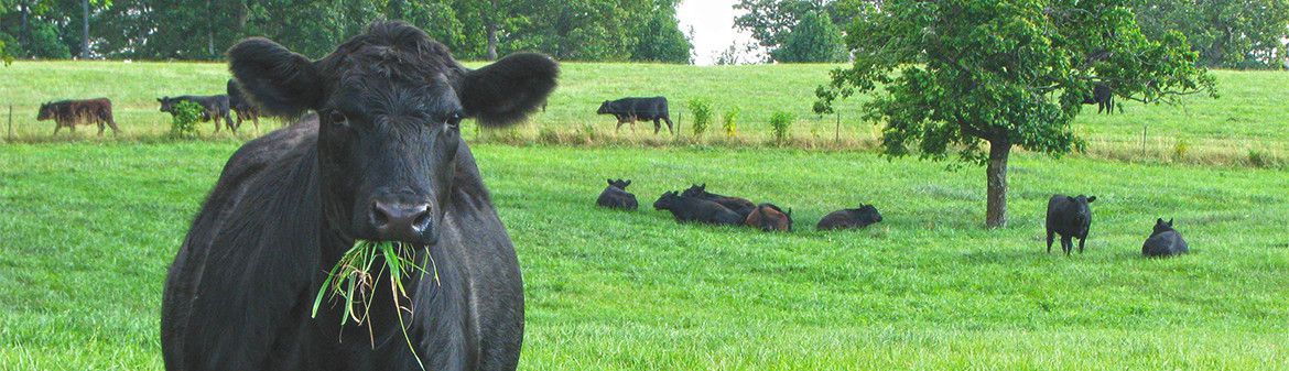 Joyce Farms