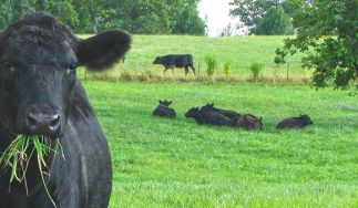 Joyce Farms