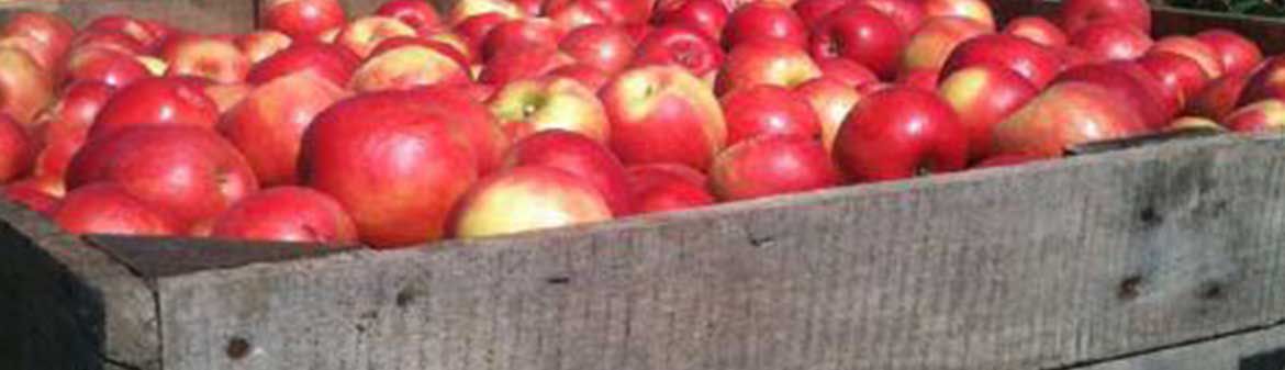 Red Jacket Orchards