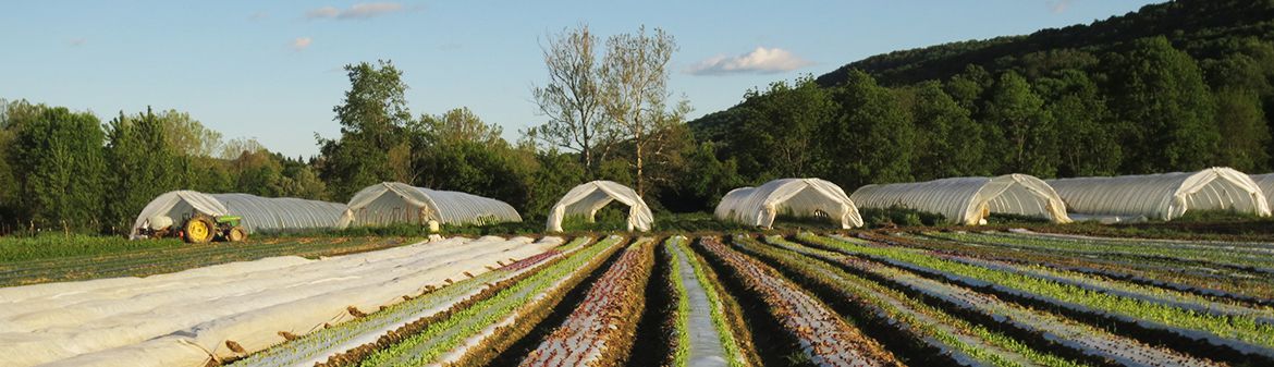 Norwich Meadows Farm