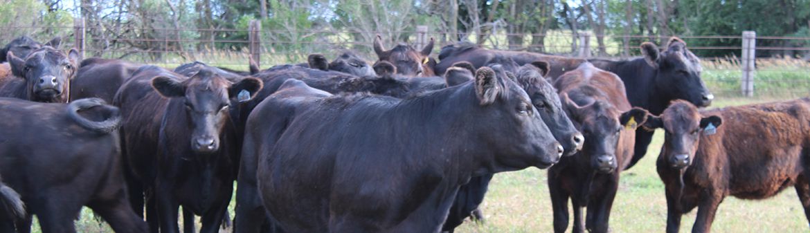 DemKota Ranch Beef