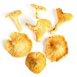 Chanterelle Mushrooms