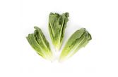 Romaine Hearts