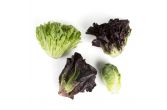 Artisan Mini Head Lettuce