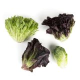 Artisan Mini Head Lettuce