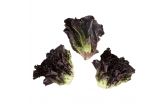 Little Red Gem Lettuce