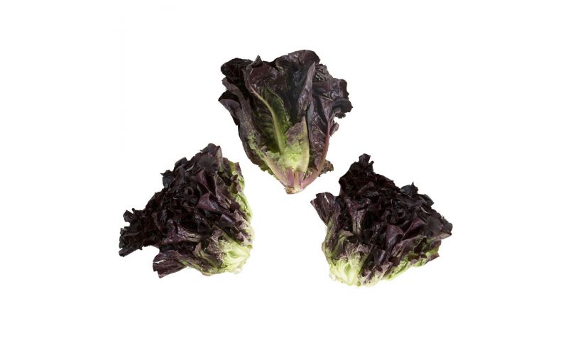 Little Red Gem Lettuce