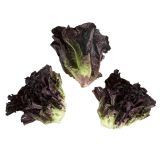 Little Red Gem Lettuce