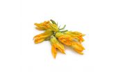 Organic Zucchini Flowers