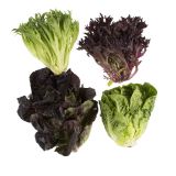 Artisan Mini Head Lettuce