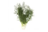 Organic Fennel