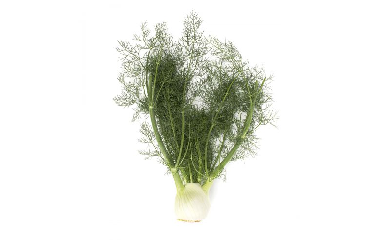 Organic Fennel