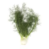 Organic Fennel