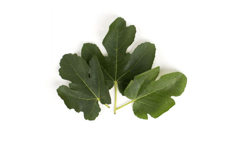 Fig Leaves