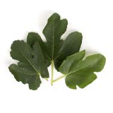 Fig Leaves