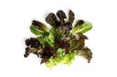 Organic Ultra Baby Lettuce Mix