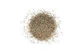 Coriander Seeds