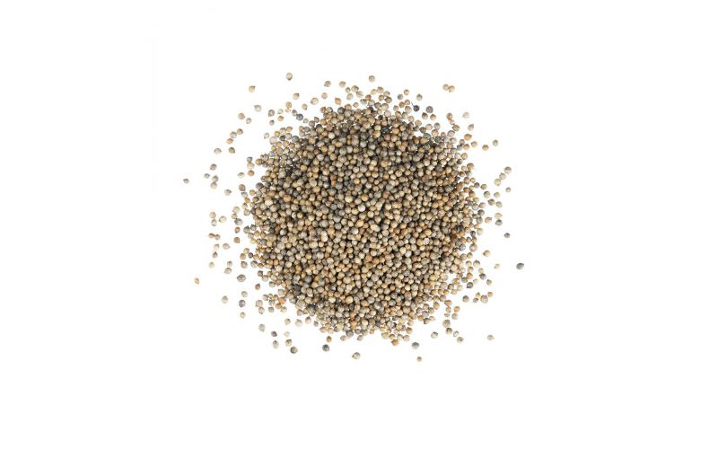 Coriander Seeds