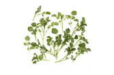 Watercress