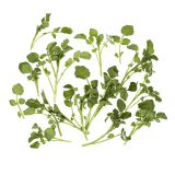 Watercress