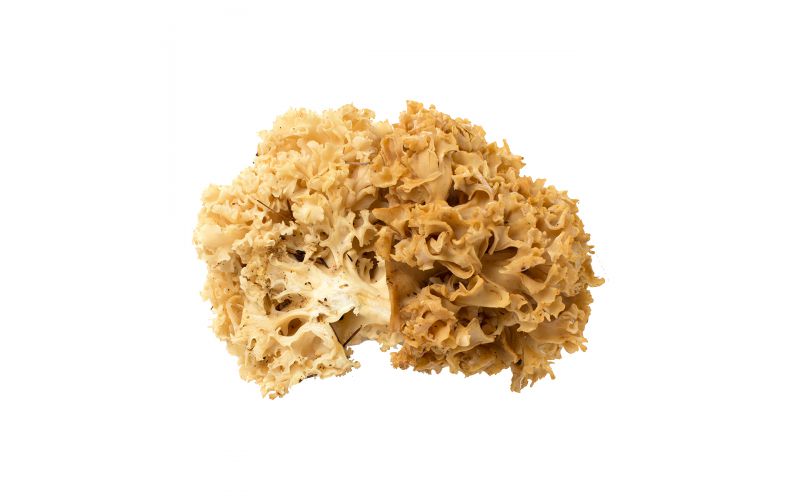 Cauliflower Mushrooms