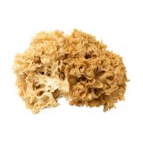 Cauliflower Mushrooms