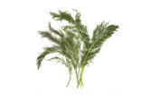 Organic Bronze Fennel