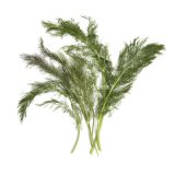 Organic Bronze Fennel