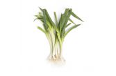 Organic Japanese Negi Scallions