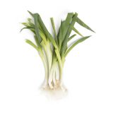 Organic Japanese Negi Scallions