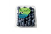 Organic Blueberries