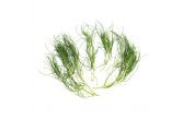 Organic Agretti