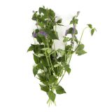 Anise Hyssop